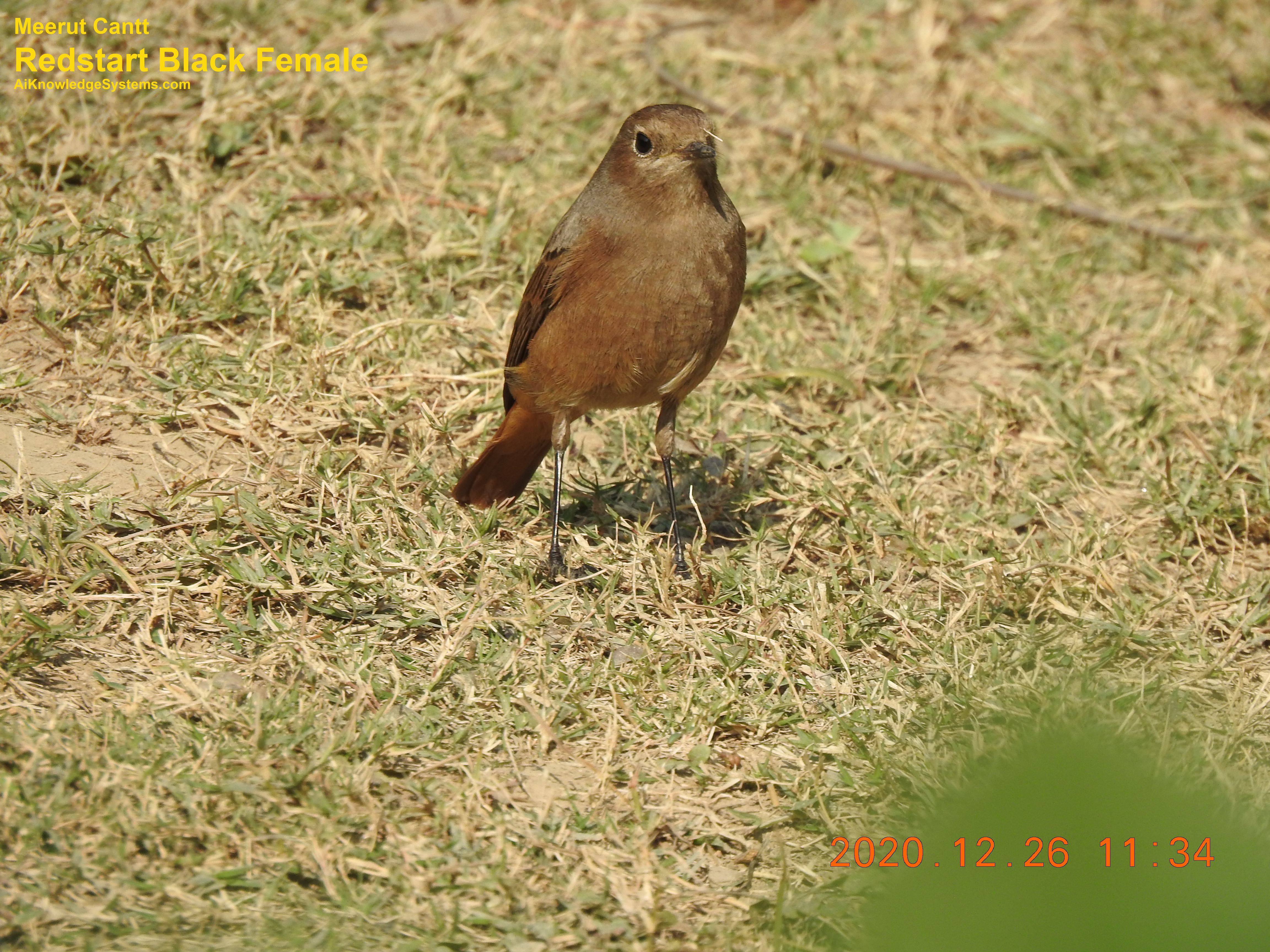 Redstart (15) Coming Soon